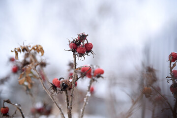 Dried branches of a flower plant with red buds and brown trunks on a background of snow in winter