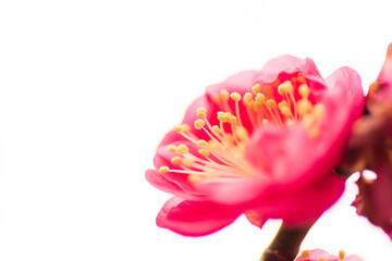 梅の花