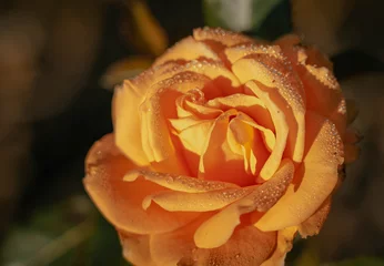 Schöne Rose im Vintage-Stil  Natur Hintergrund © joeycheung