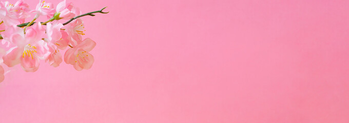 Obraz na płótnie Canvas Cherry blossoms and pink walls. 桜とピンク色の壁