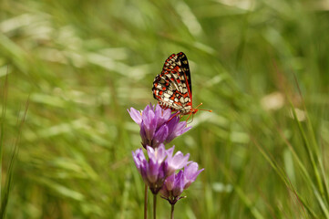 Spring wildflowers and a butterfly enjoying the morning.