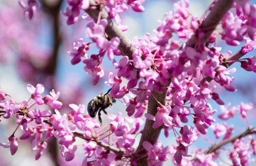 blooming sakura tree and bee pollinating flowers against blue sky on a sunny day. Pink cherry flowers.