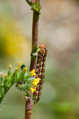 A close up of a caterpillar crawling on a stem of a yellow spring wildflower and an out of focus soft background outdoor scene.