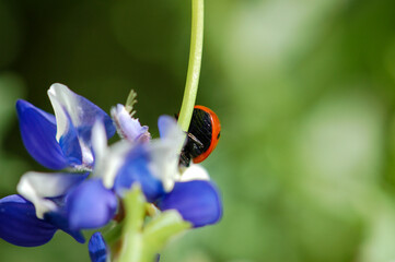 A macro close up of spring wildflowers with a lady bug crawling on a leaf in the countryside.