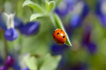 A macro close up of spring wildflowers with a lady bug on a leaf and a soft background in the wilderness.