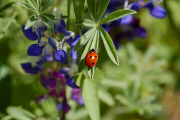 A macro close up of spring wildflowers with a lady bug on a leaf near a dark purple flower in the wilderness.