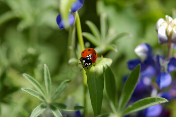 A macro close up of spring wildflowers with a lady bug on a leaf in the wilderness.