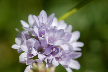 A close up of a lavender or purple wildflower in the spring. 