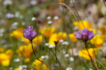 Spring wildflowers