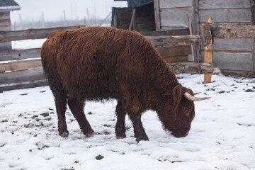 Scottish highland cow on a winter pasture. Livestock raising.