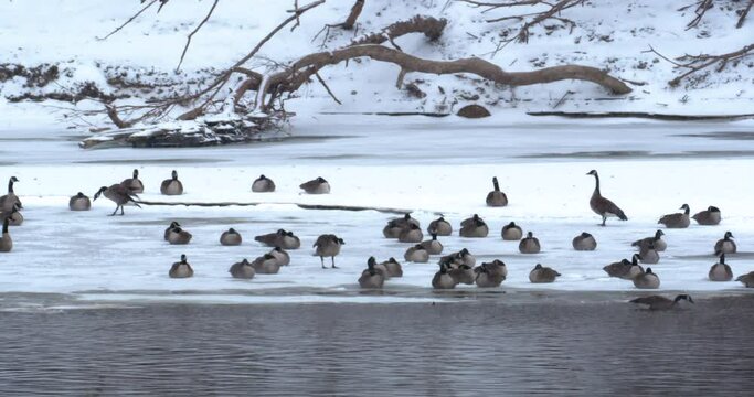 geese on icy shore bank of river honking while sitting and protesting