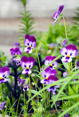 blue pansy flowers in garden. blooming spring flowers.