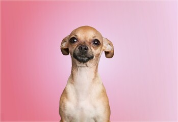 Dog.