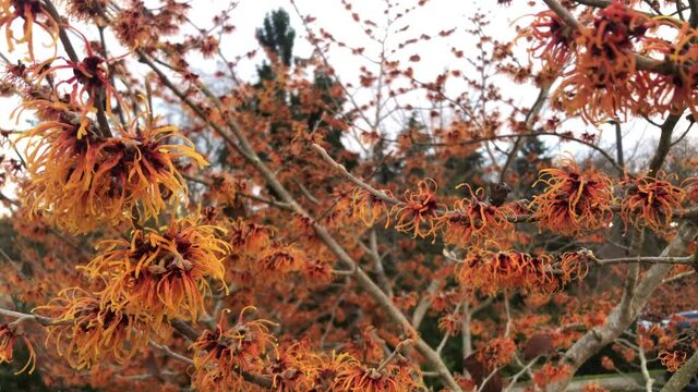 Witch hazel blooming in January in the botanical garden