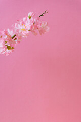 Cherry blossoms and pink walls. 桜とピンク色の壁