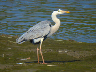 great blue heron ardea cinerea