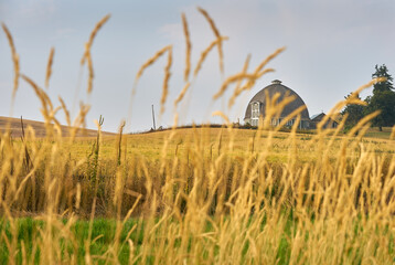 Rustic Round Barn in the Palouse. A round barn in Washington State, USA. 

