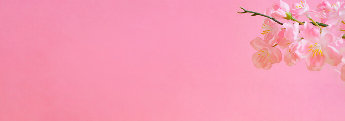 Obraz na płótnie Canvas Cherry blossoms and pink walls. 桜とピンク色の壁