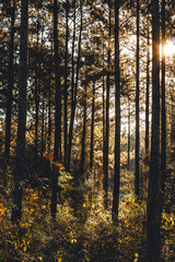 autumn forest in the morning