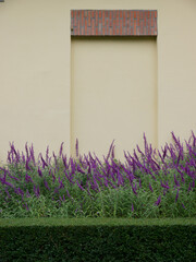 Cream wall purple flowers 