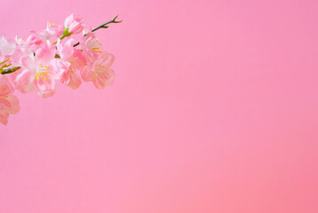 Fototapeta na wymiar Cherry blossoms and pink walls. 桜とピンク色の壁