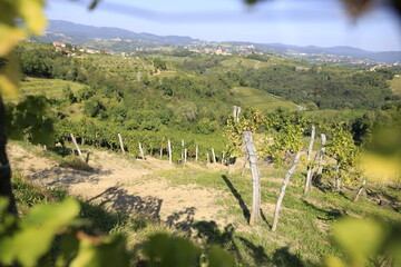 vigne in collina