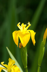 yellow iris flower close up 