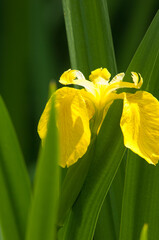 Iris yellow single close up