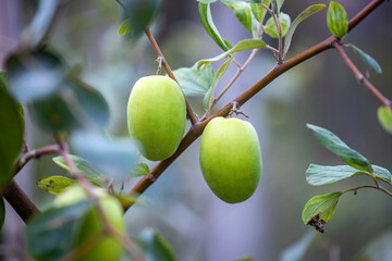 Tender green dates on the branches