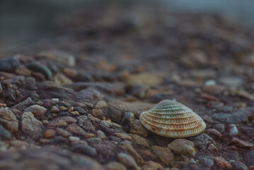 A colorful translucent sea shell on small vivid pebble
