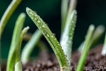 Plants sprouting in the rain