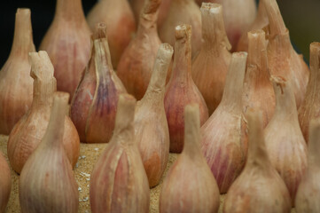 prized white onions in rows close up 