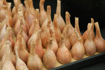 prize white onions in rows  black background