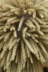 Wheat ears bunch close up 