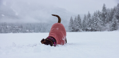 Adorable Boxer Dog playing in a snow covered frozen lake during winter time. Alta Lake, Whistler,...