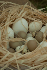 White and Brown Eggs in straw nest