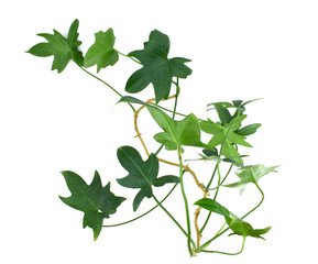 Liana philodendron isolated on white. Philodendron panduriforme. Tropical foliage.