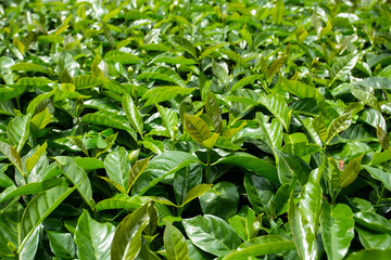 Young organic coffee plants - Coffea