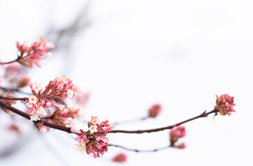 Tree branches with pink spring blossoms 
