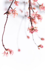 Tree branches with pink spring blossoms 