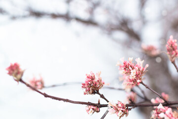 Tree branches with pink spring blossoms 
