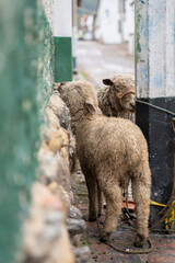 Moutons dans le petit village de Mongu&iacute;, Boyac&aacute;, Colombie 