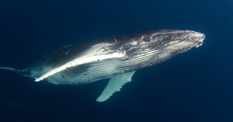 Fototapeta premium humpback calf 