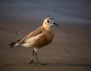 Dotterel profile