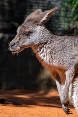 An Australian kangaroo lays on red sand. The wild animal has long tan and brown colour fur, large pointy ears, long snout, dark eyes, and a thick middle body.  There are two paws in front of its head.