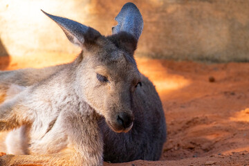 An Australian kangaroo lays on red sand. The wild animal has long tan and brown colour fur, large pointy ears, long snout, dark eyes, and a thick middle body.  There are two paws in front of its head.