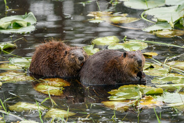 Pair of wild native beavers in lily pads cuddle close together in a loving pose in the Snoqualmie...