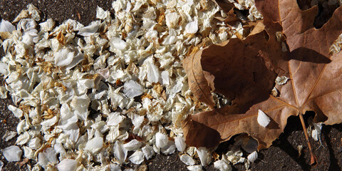 A pile of dry pear blossom petal leaves and a sycamore leaf on the ground seen from directly above