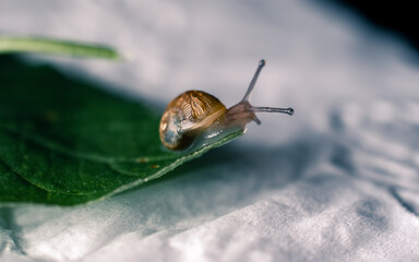 Snail on a green leaf