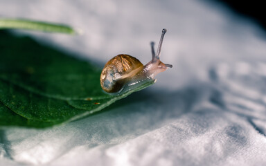 Snail on a green leaf